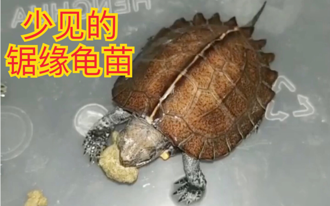 少见的锯缘龟苗,特意给大家找了一些.