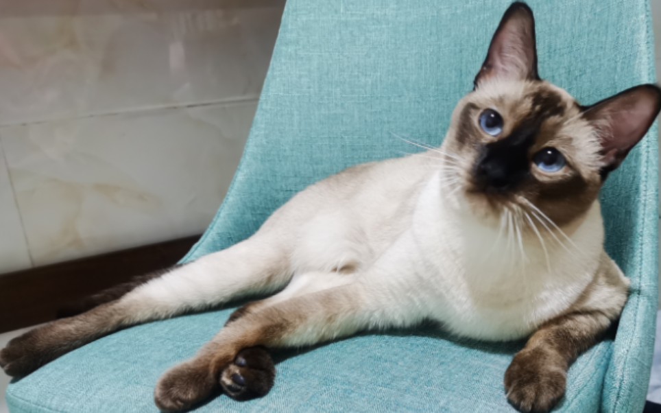 白幼瘦暹罗猫黑化历史