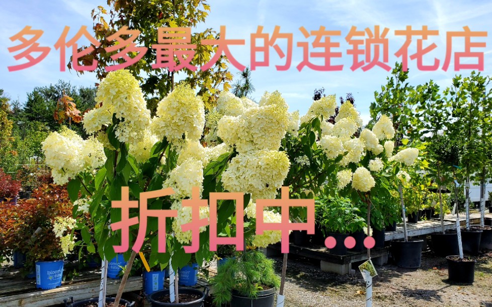 多伦多最大的连锁花店折扣中 Sheridan nursery哔哩哔哩bilibili