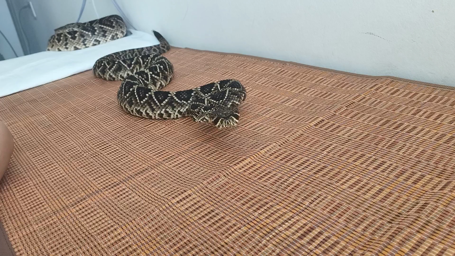 响尾蛇刚睡醒就主动来找我