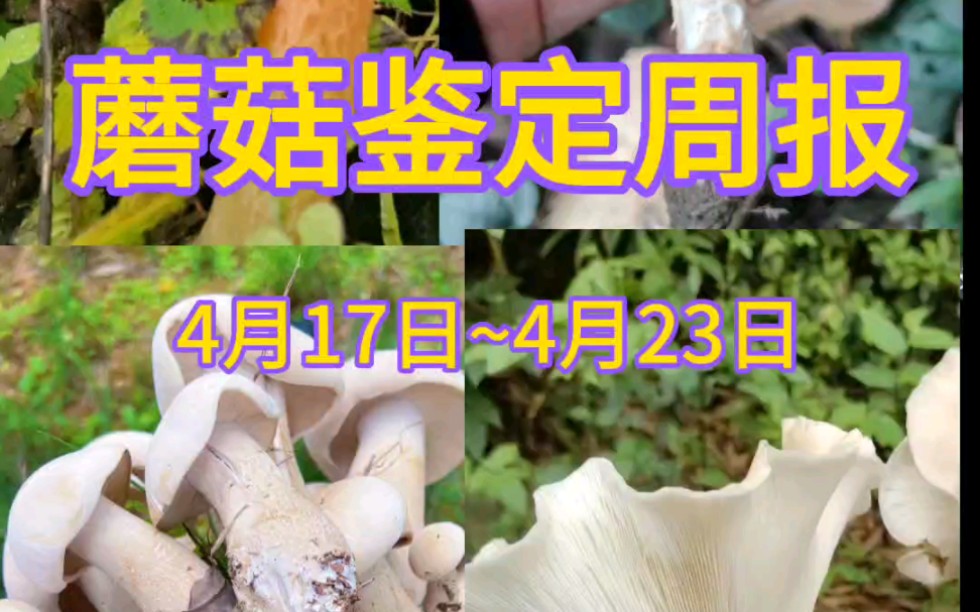 蘑菇鉴定周报~食用菌频现注意区分毒菌哔哩哔哩bilibili