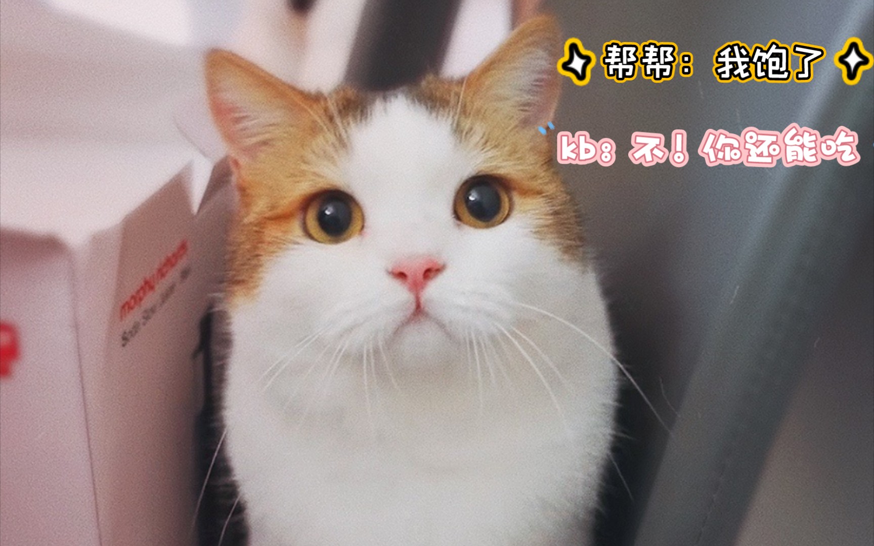 小帮帮干饭!kb:再来亿口!_哔哩哔哩_bilibili