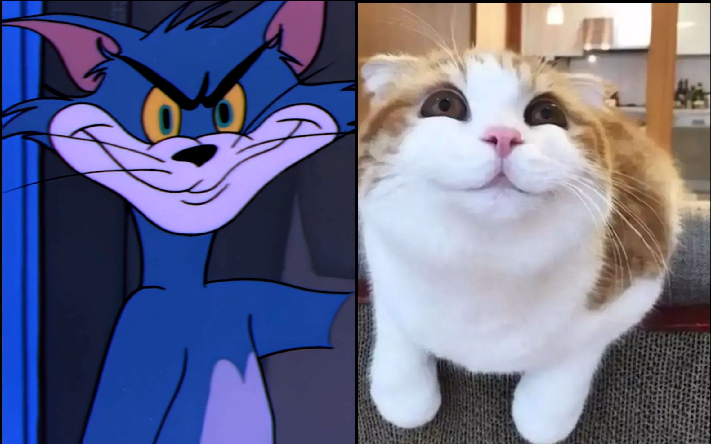 "猫和老鼠,诚不欺我!