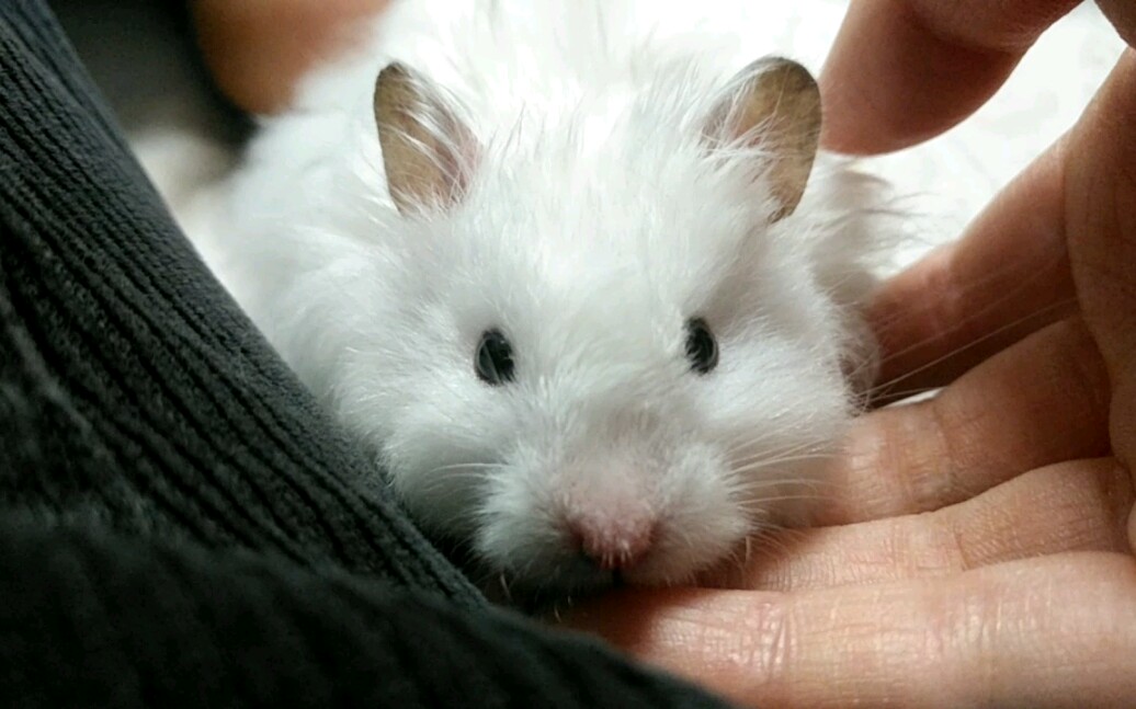 【新物种】金丝兔