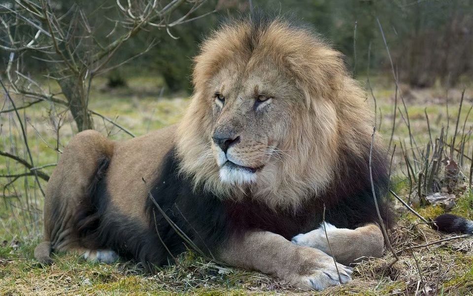 圈養雄獅打架腹毛這麼長是巴巴里獅嗎