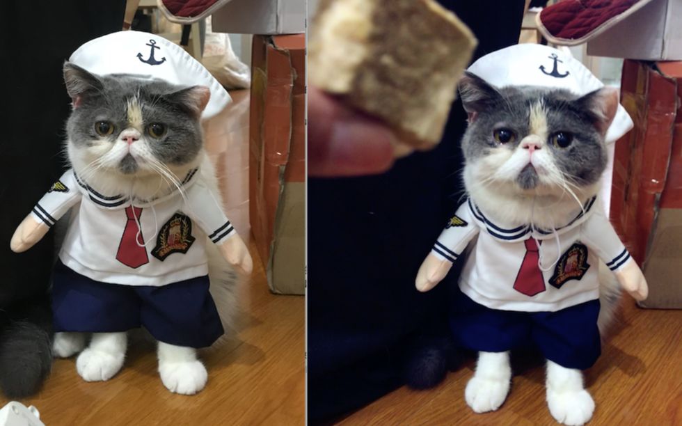 猫穿上制服可以做什么