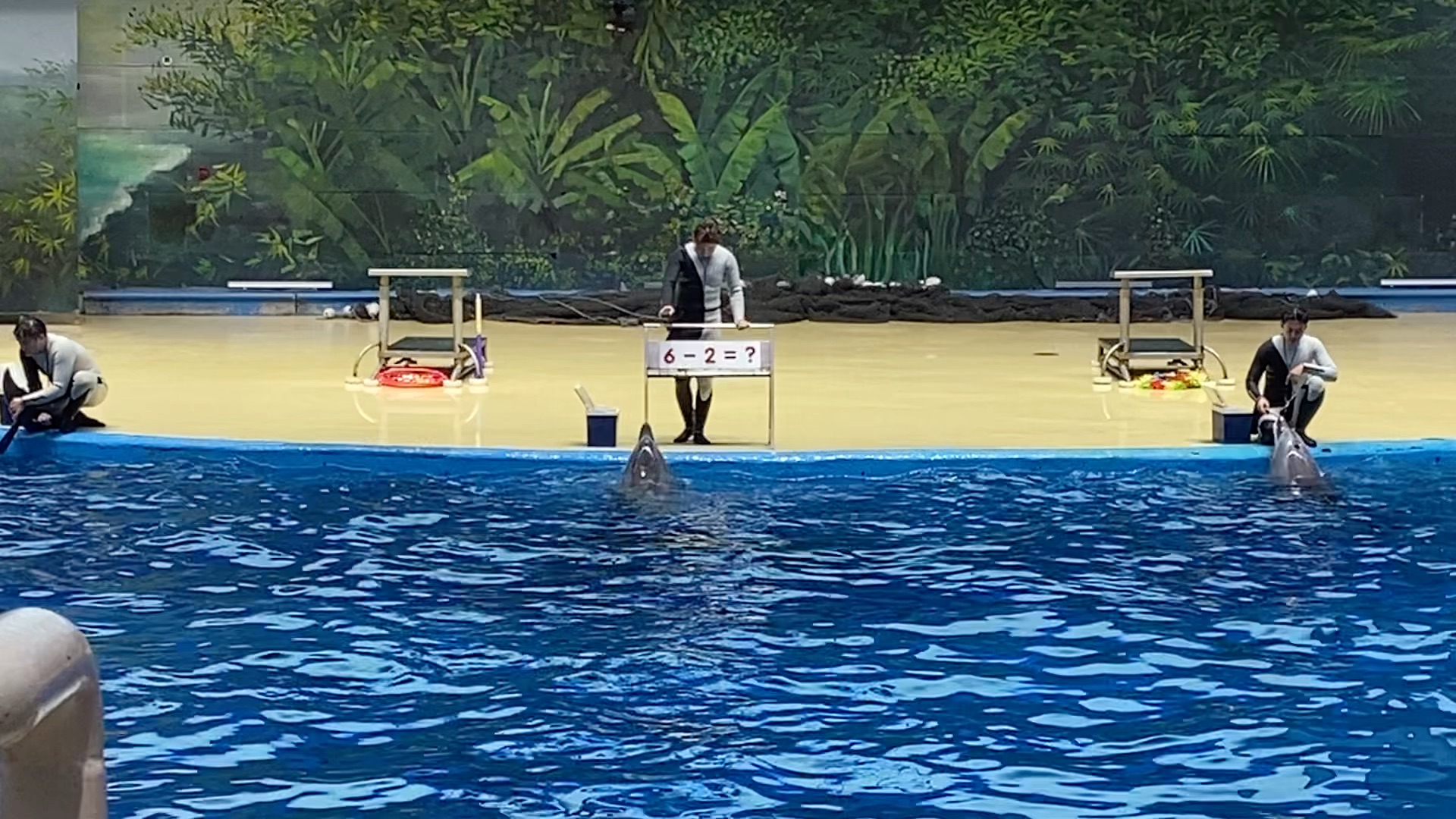 天津极地海洋世界超可爱的小海豚