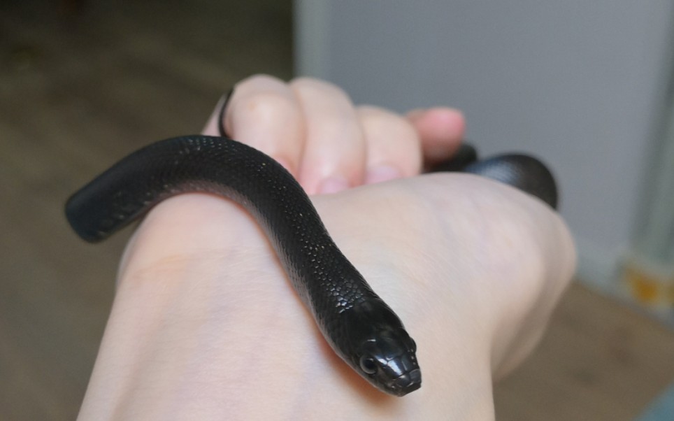 【黑王蛇】小时候真可爱啊