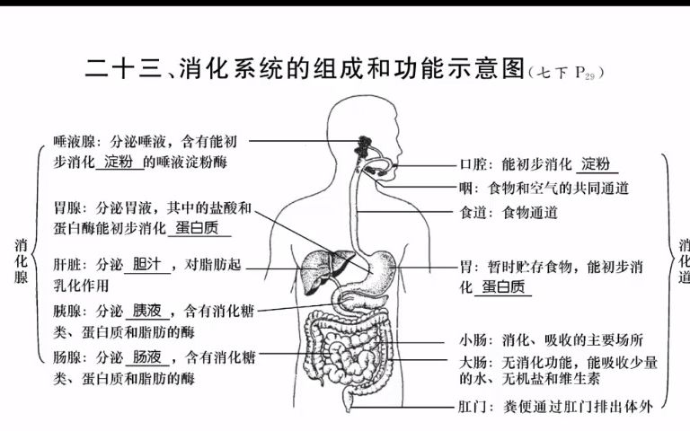 23.消化系统的组成和功能示意图哔哩哔哩bilibili