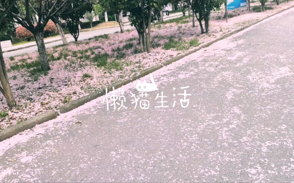 [图]落花有情春常在