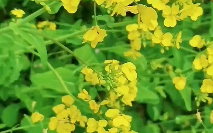 [图]黄梅戏《云楼会》唱腔温情动人，太好听了，