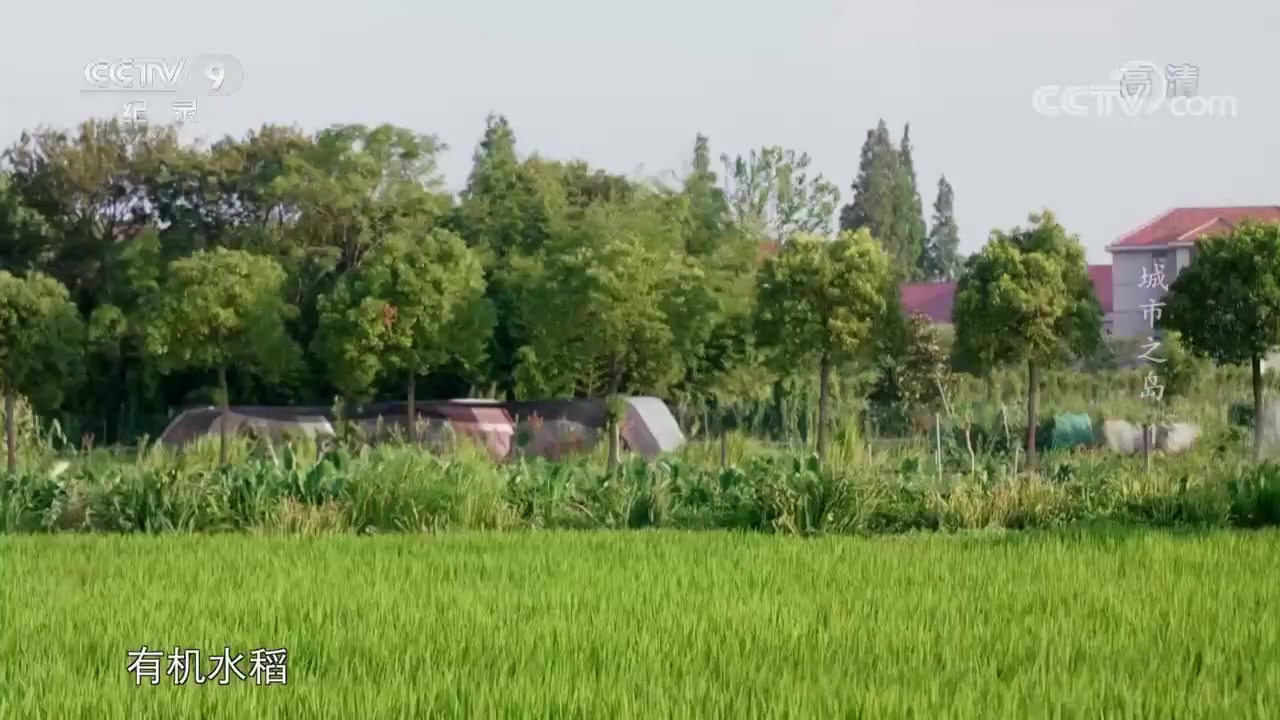 [图]从“敢问沧海要沃土”到盛开的“海上之岛” 崇明岛的生态农业不走寻常路！《城市之岛》 第一集【CCTV纪录】