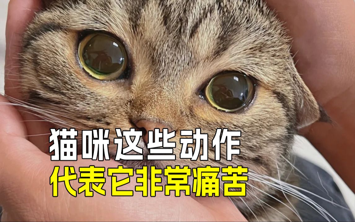 猫咪痛苦的信号:这5个行为千万别忽视𐟆˜哔哩哔哩bilibili