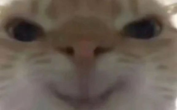 【小猫跳舞】