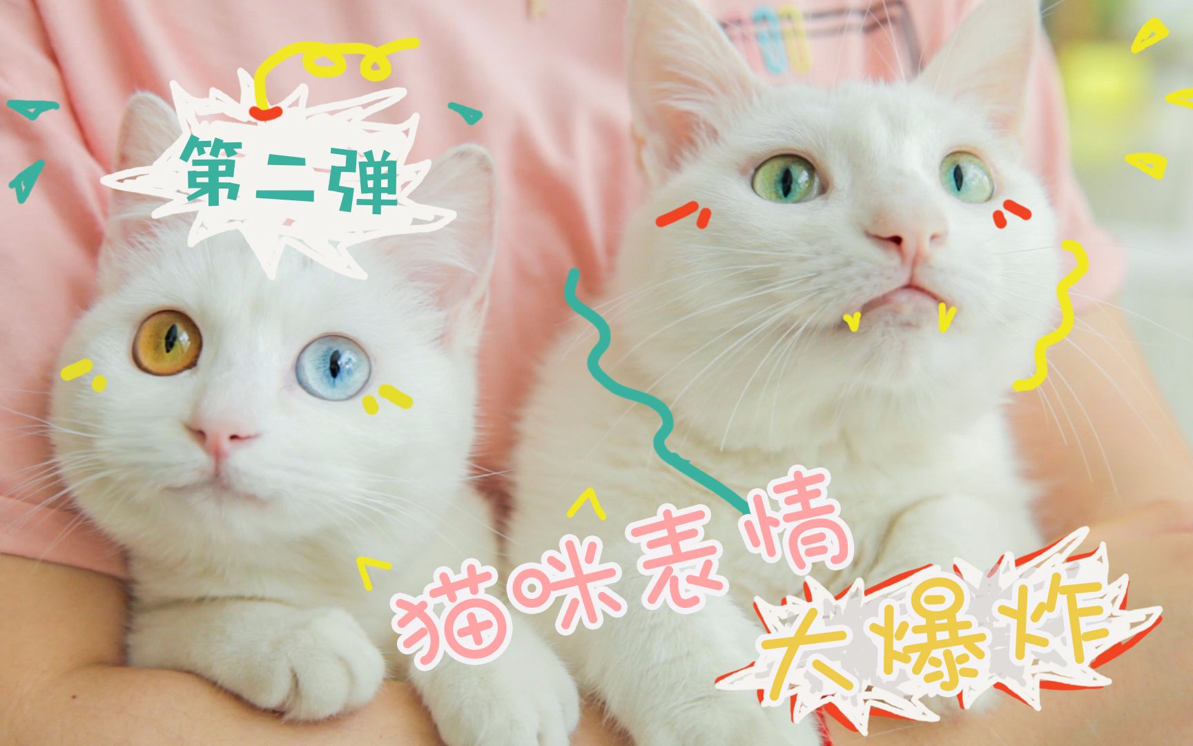 我们养猫吧第十五集 猫咪表情大爆炸 第二弹哔哩哔哩bilibili