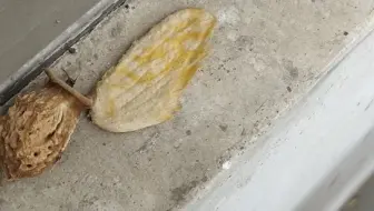 第一次吃芒果才发现，芒果居然是带核的