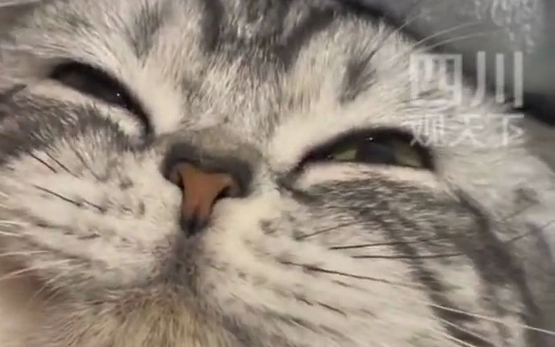 笑不活了!主人给猫咪做面部按摩,猫咪的表情亮了!
