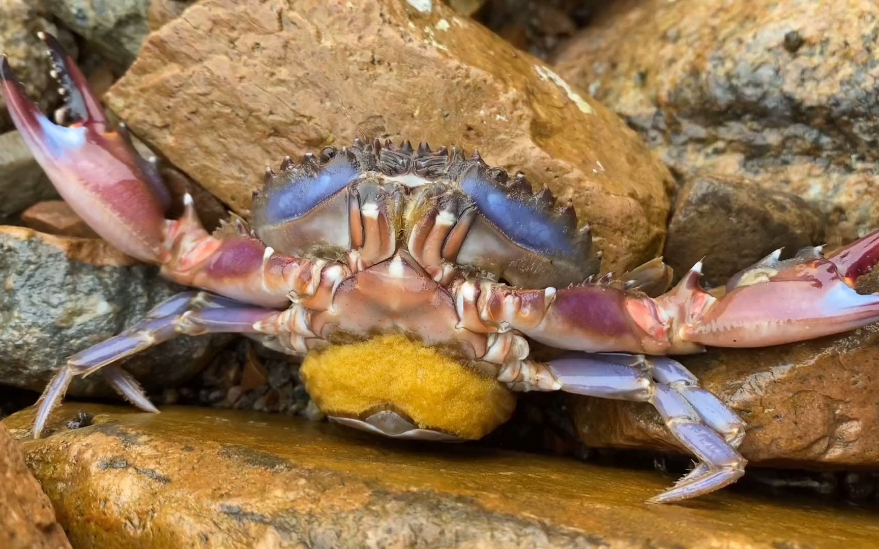 大潮赶海,阿康发现正在生宝宝的蟹妈妈