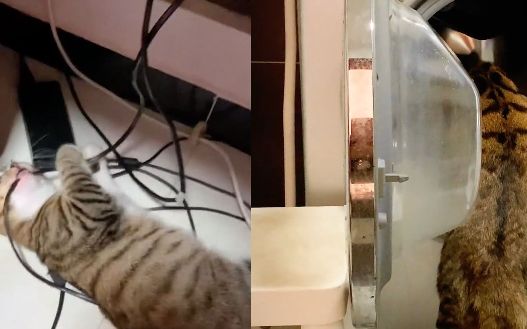 猫咪咬电线不慎咬漏电,电弧蹿出猫胡子被烧焦,网友笑出眼泪