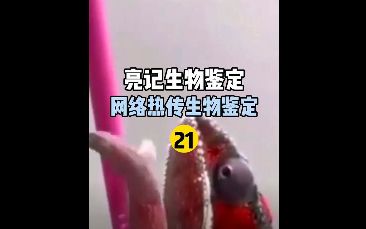 【亮记生物鉴定】网络热传生物鉴定21哔哩哔哩bilibili