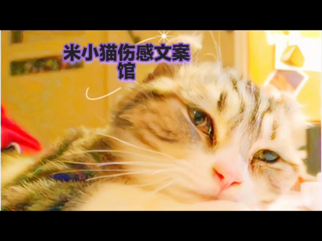 米小猫伤感文案馆