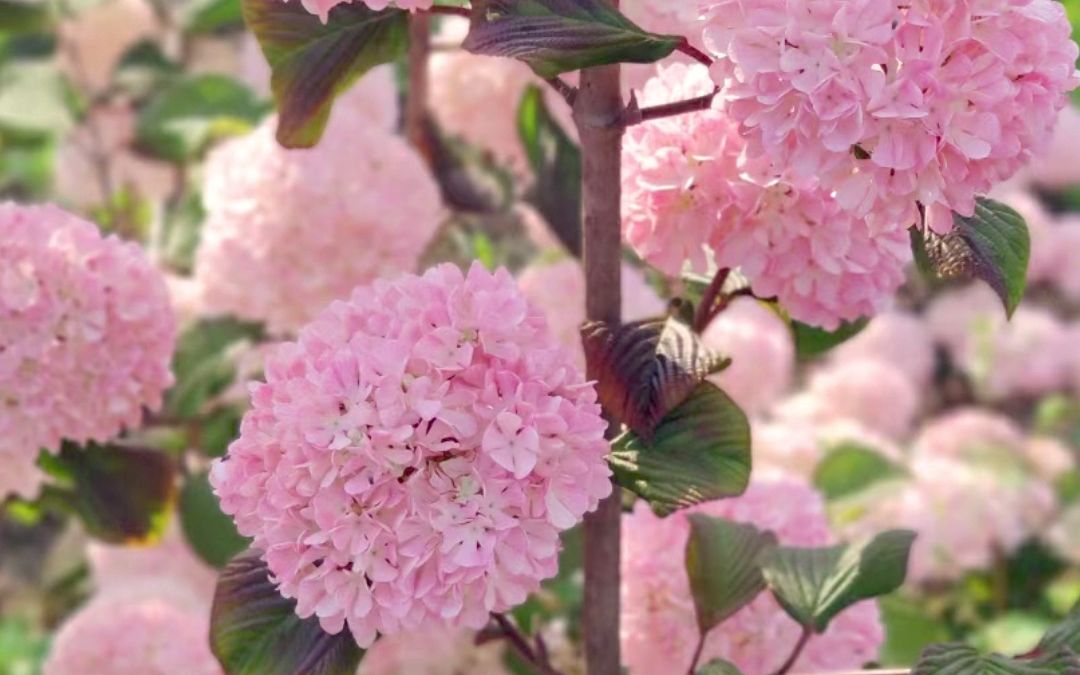 粉色的木绣球,开花淡粉色,可以长成大树,花量大,适合花园地栽