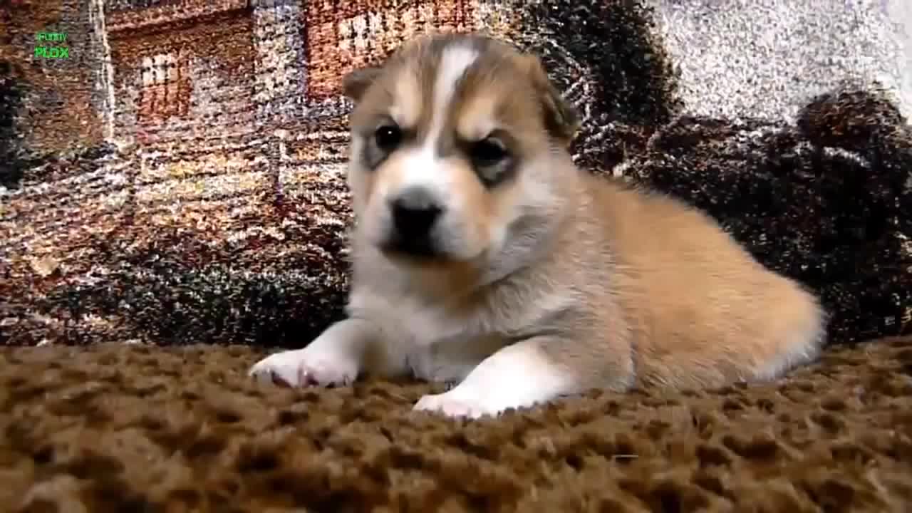 可爱萌狗狗撒娇叫集锦( . )