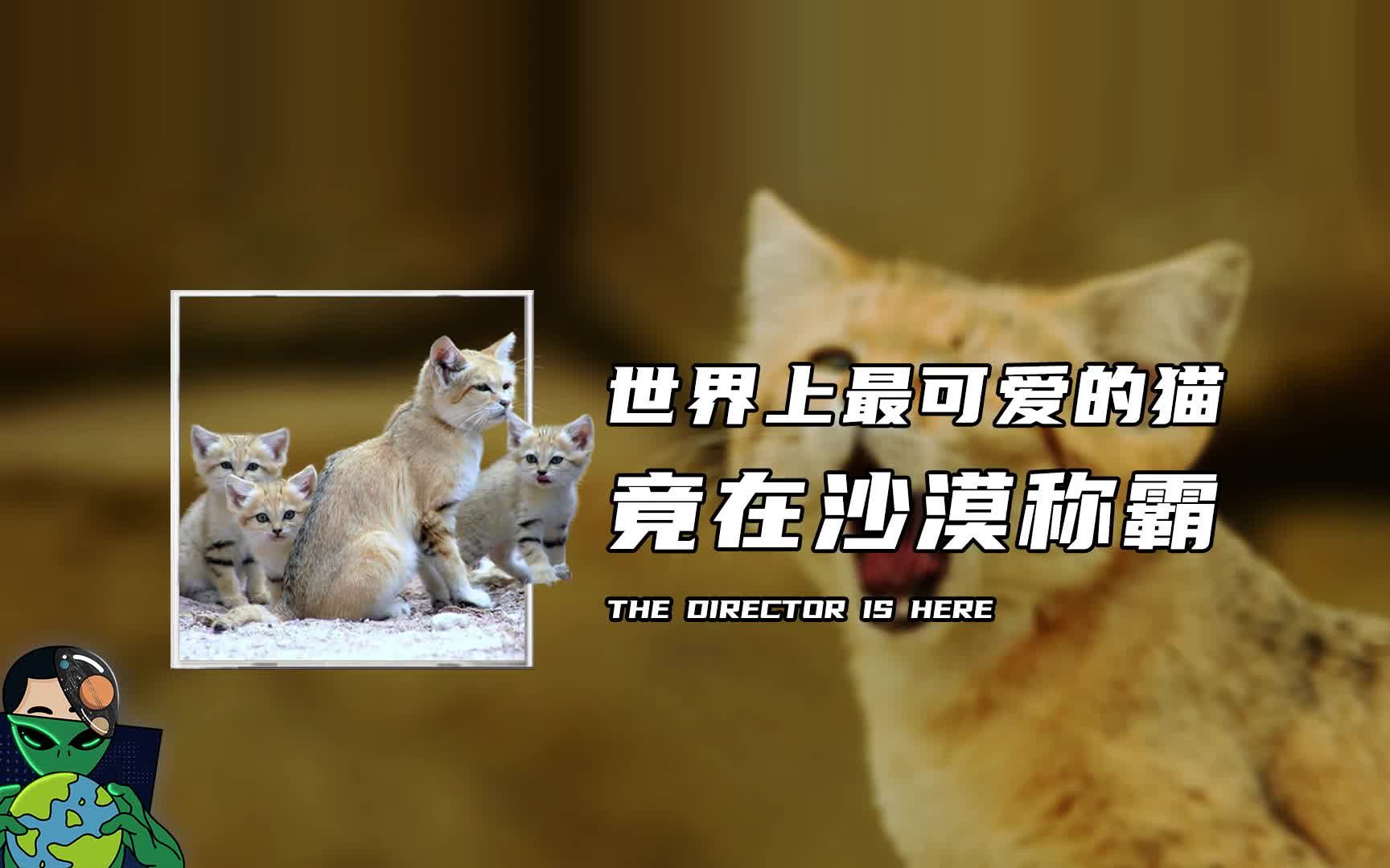 [图]唯一生活在沙漠中的猫，它到底有多强？