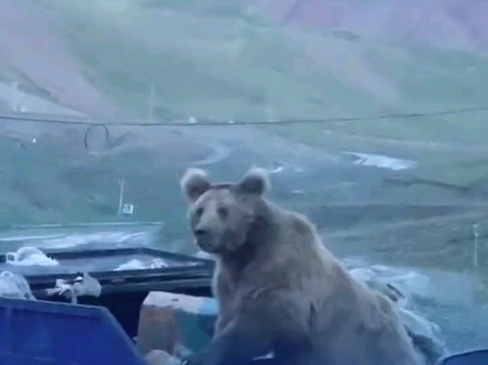 天山棕熊光天化日之下大啖垃圾