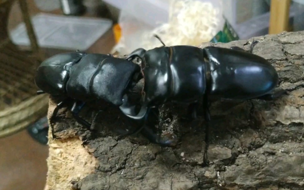 【虫皇帝】【甲虫擂台】中国扁锹vs安达,国产锹甲的顶尖战力_哔哩哔哩