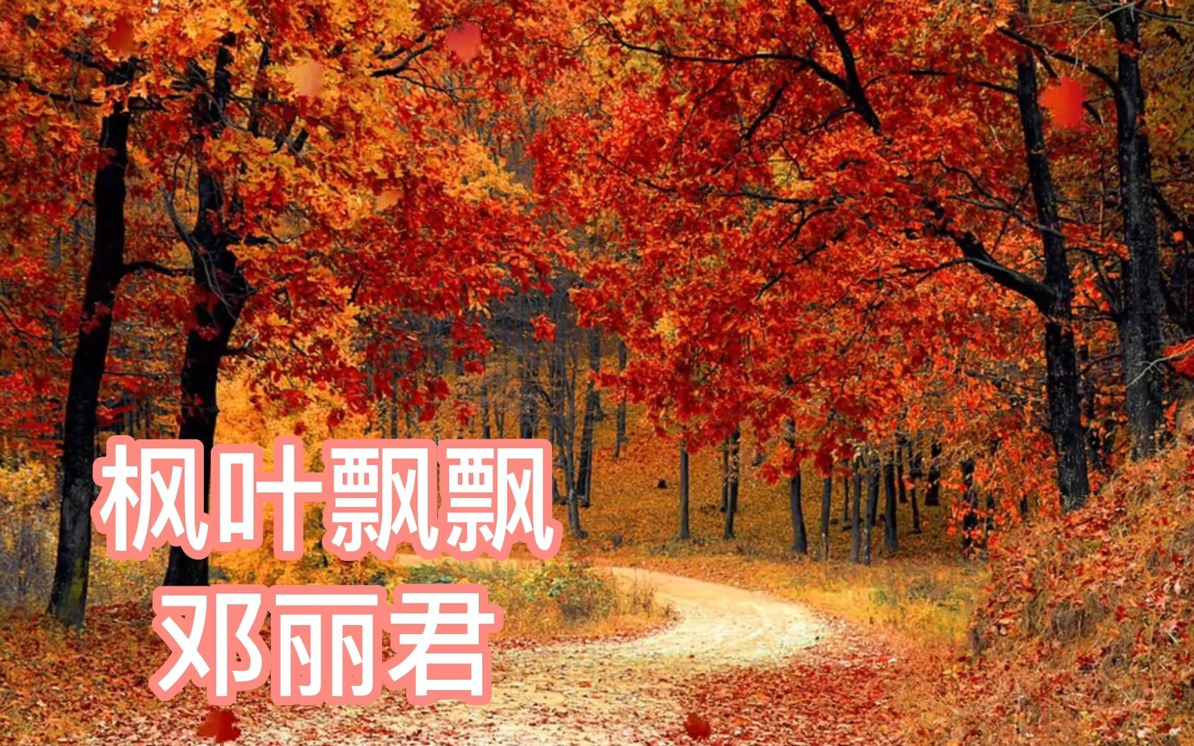 邓丽君《枫叶飘飘》野菊花又开了,花在风里飘树在摇,秋色多美好