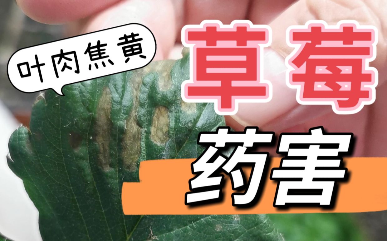 草莓药害!家庭种草莓,注意啦!哔哩哔哩bilibili