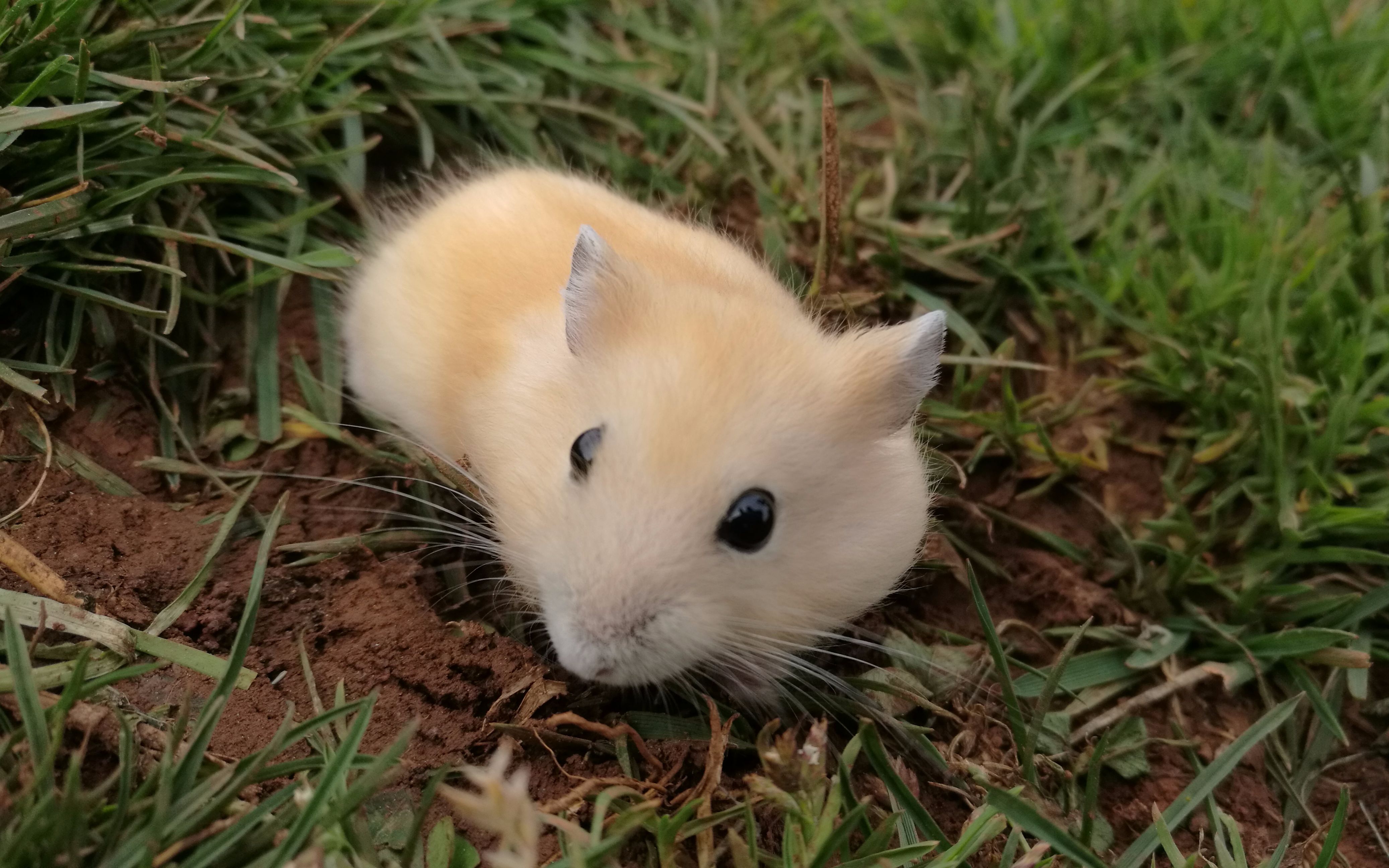 萌萌哒布丁仓鼠一公一母拍爱情动作片