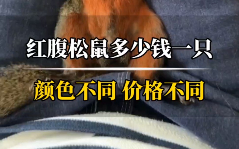 红腹松鼠多少钱一只?松鼠什么价位?不用颜色的松鼠多少钱呢?