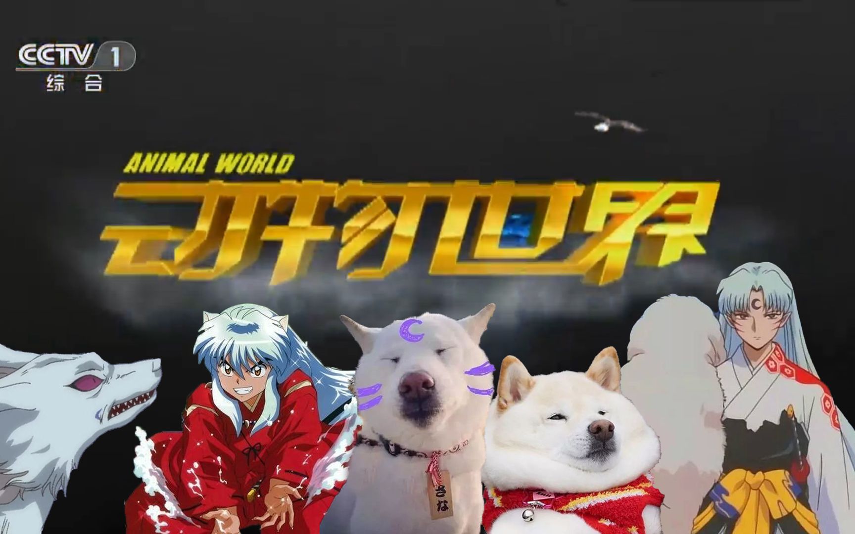 犬夜叉版动物世界走近白柴狗狗