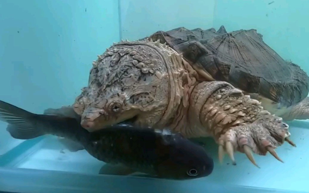 【油管搬运工】拟鳄龟vs鲫鱼,画面壮观