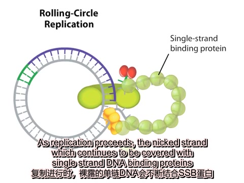 【RCA】<中英字幕>滚环复制哔哩哔哩bilibili