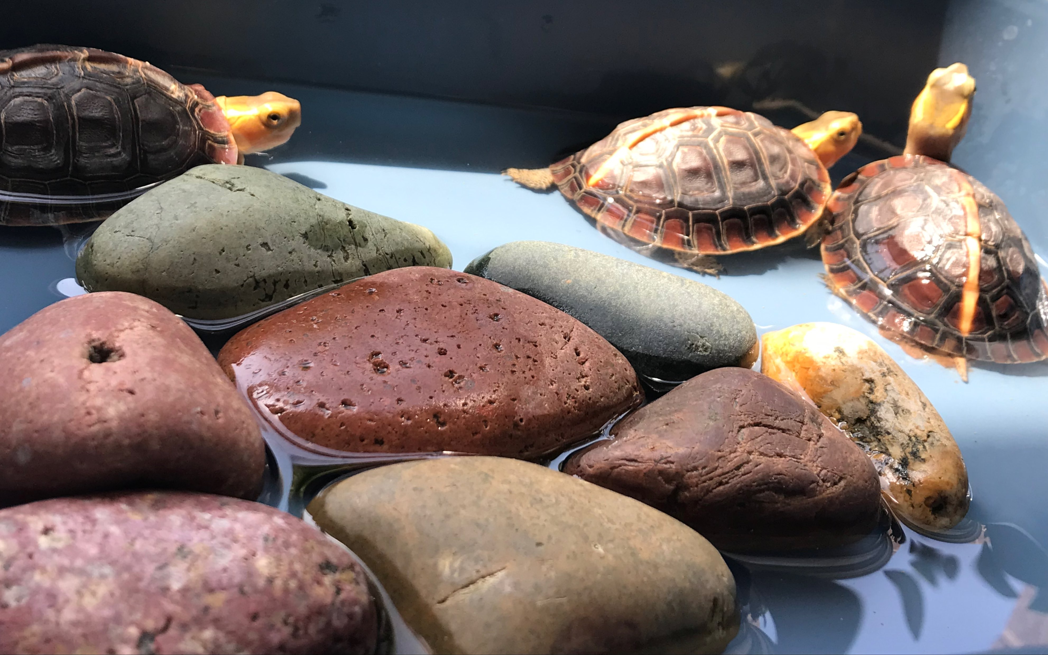 黄缘龟缸简易造景