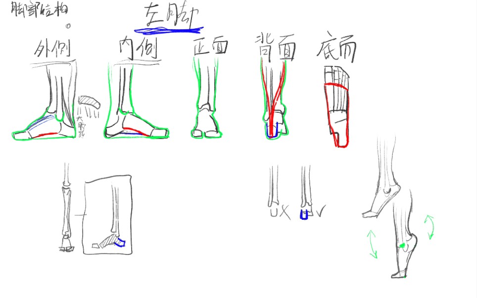 【干货】久等了,脚部骨骼与肌肉哔哩哔哩bilibili