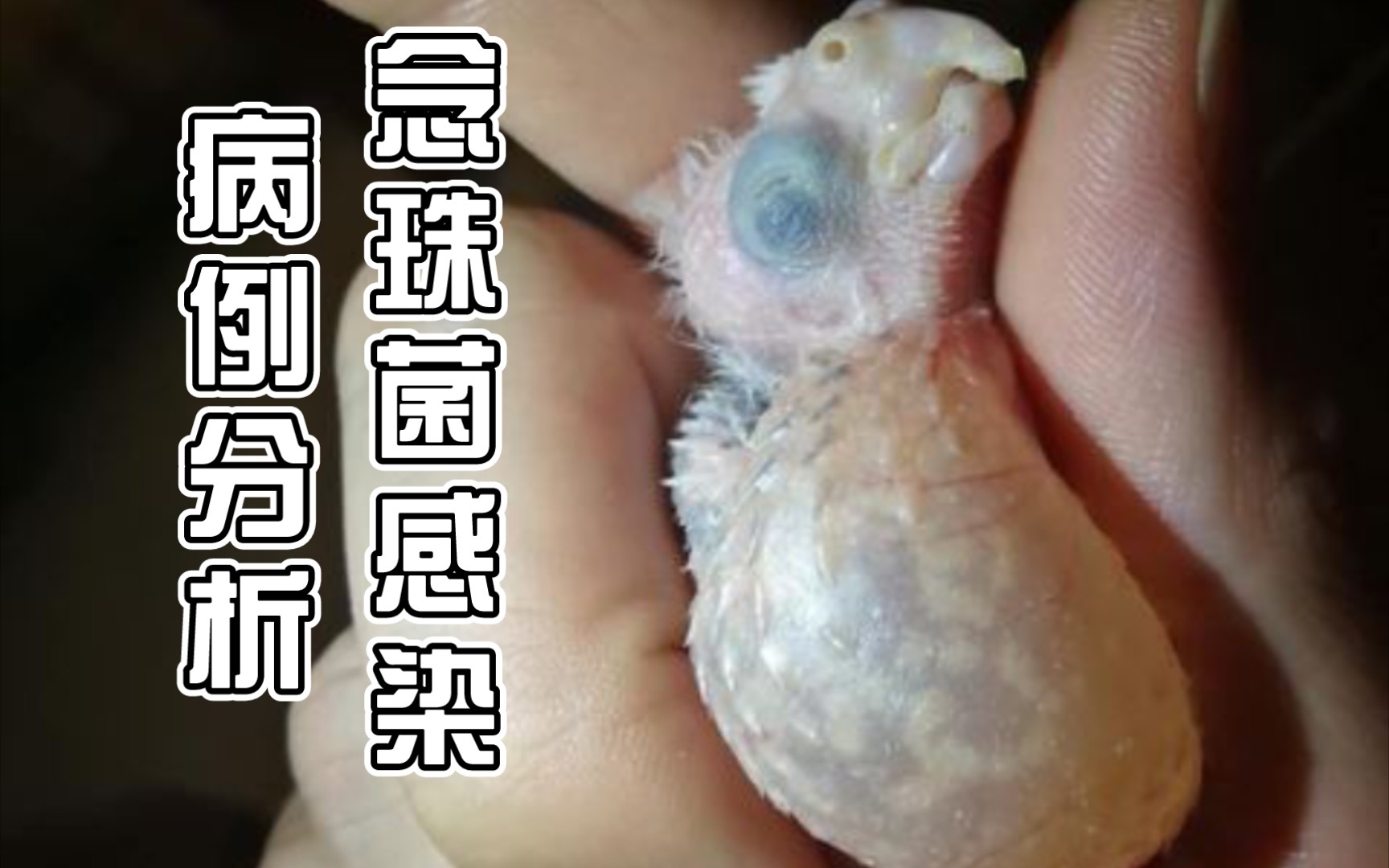 鹦鹉白色念珠菌感染图片