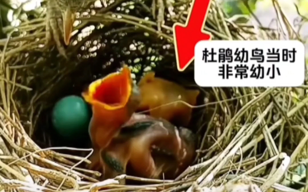 动物精灵～～《杜鹃鸟》系列之四～～杜鹃鸟团灭幼鸟～～它的坏也是刻