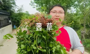 Download Video: 准备熬茜草生地膏了，为了老公的头发努力实验，亲手去挖茜草