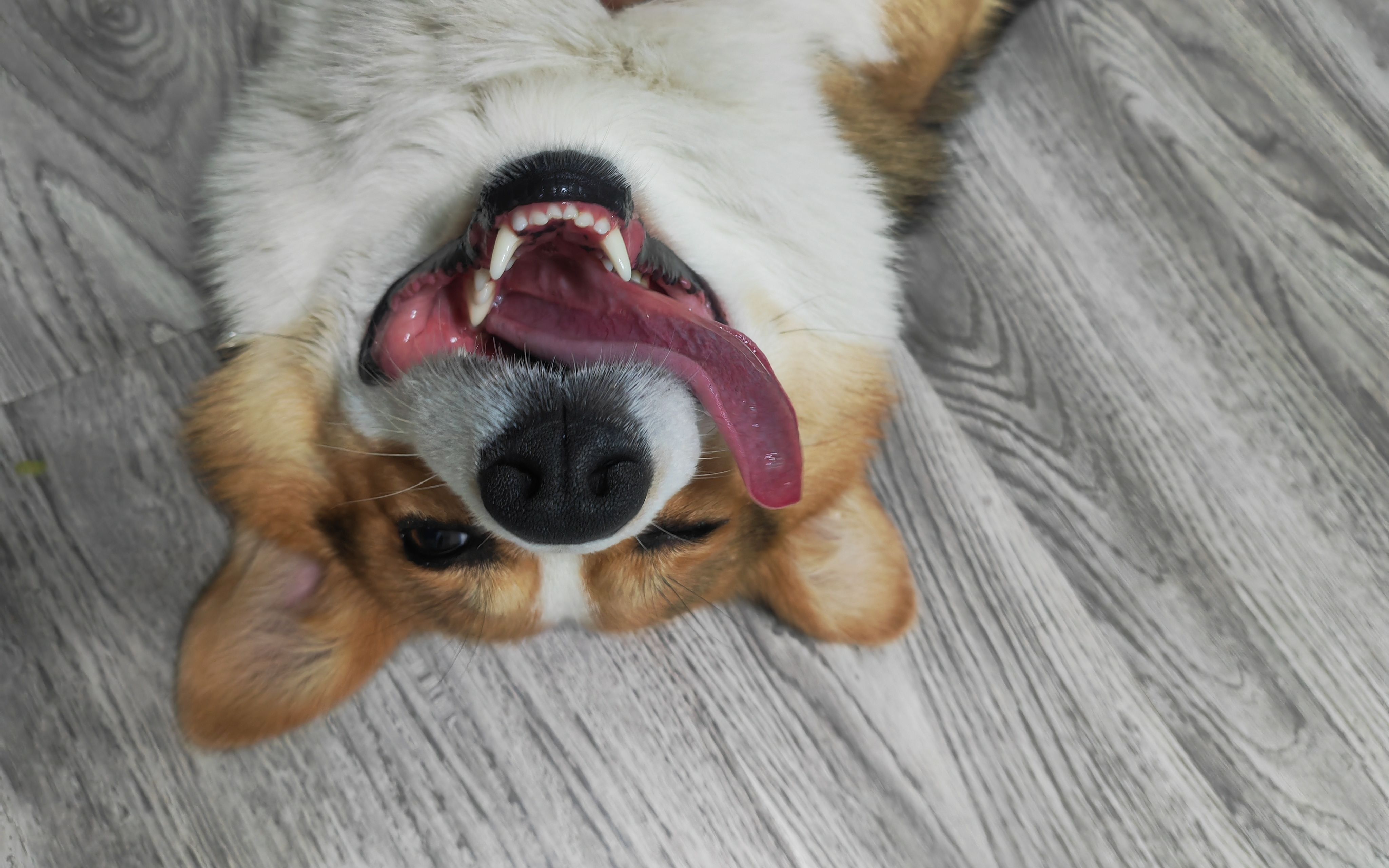 活动  宅家撸狗,累惨的柯基