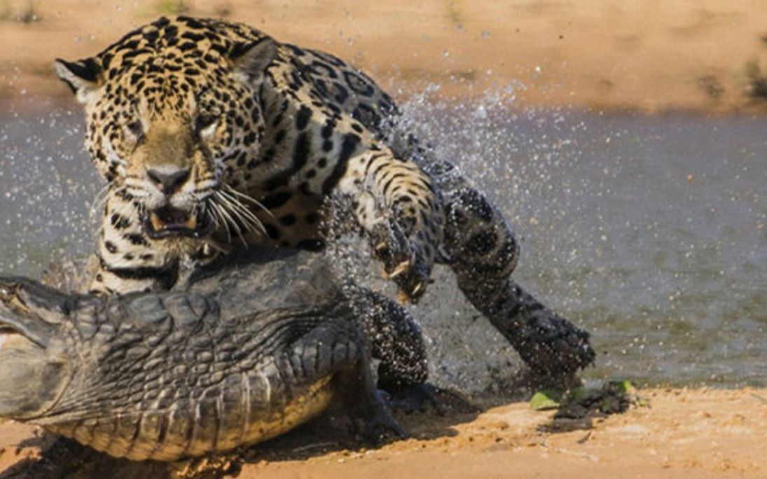 豹子大战鳄鱼,本以为一场生死之战,没想到竟一招秒杀!