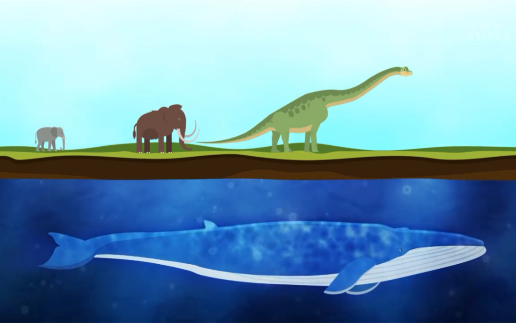 【生肉】鲸鱼演化过程