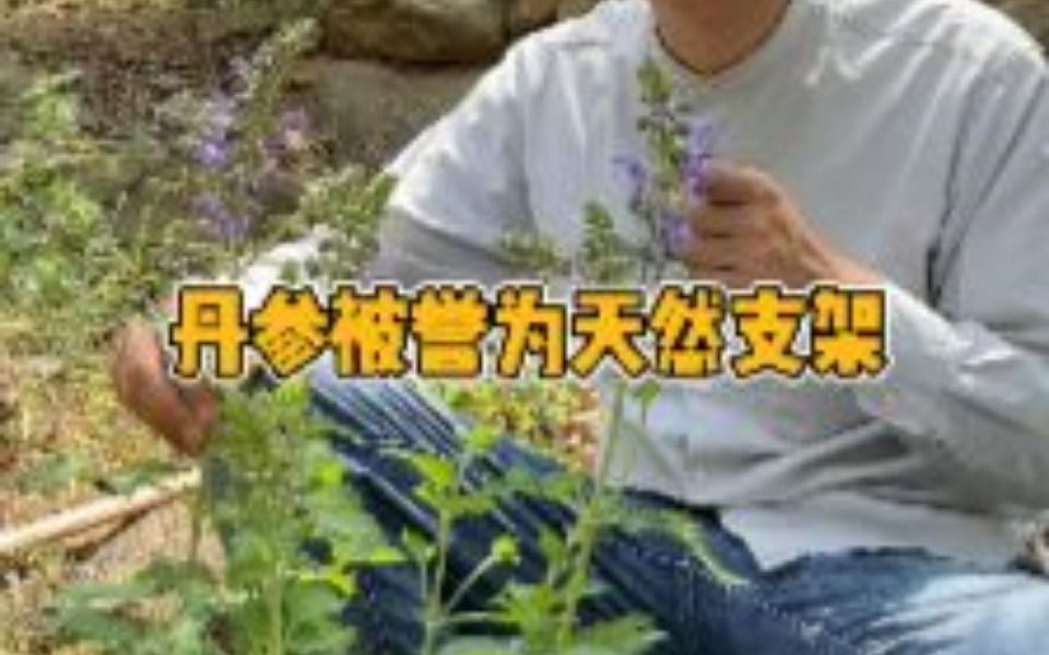 丹参被誉为天然的支架,你了解它吗?哔哩哔哩bilibili