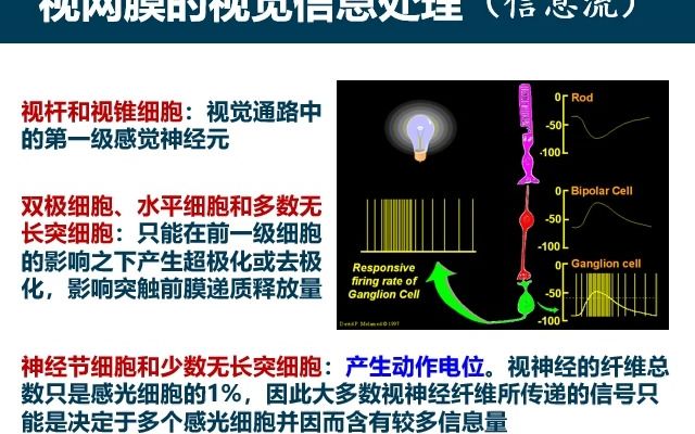 感官3视觉7视觉信息的处理和机制哔哩哔哩bilibili