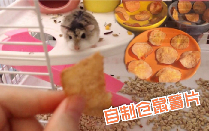 【DIY仓鼠零食】花生总馋薯片怎么办,自制仓鼠小薯片,让她吃个够哔哩哔哩bilibili