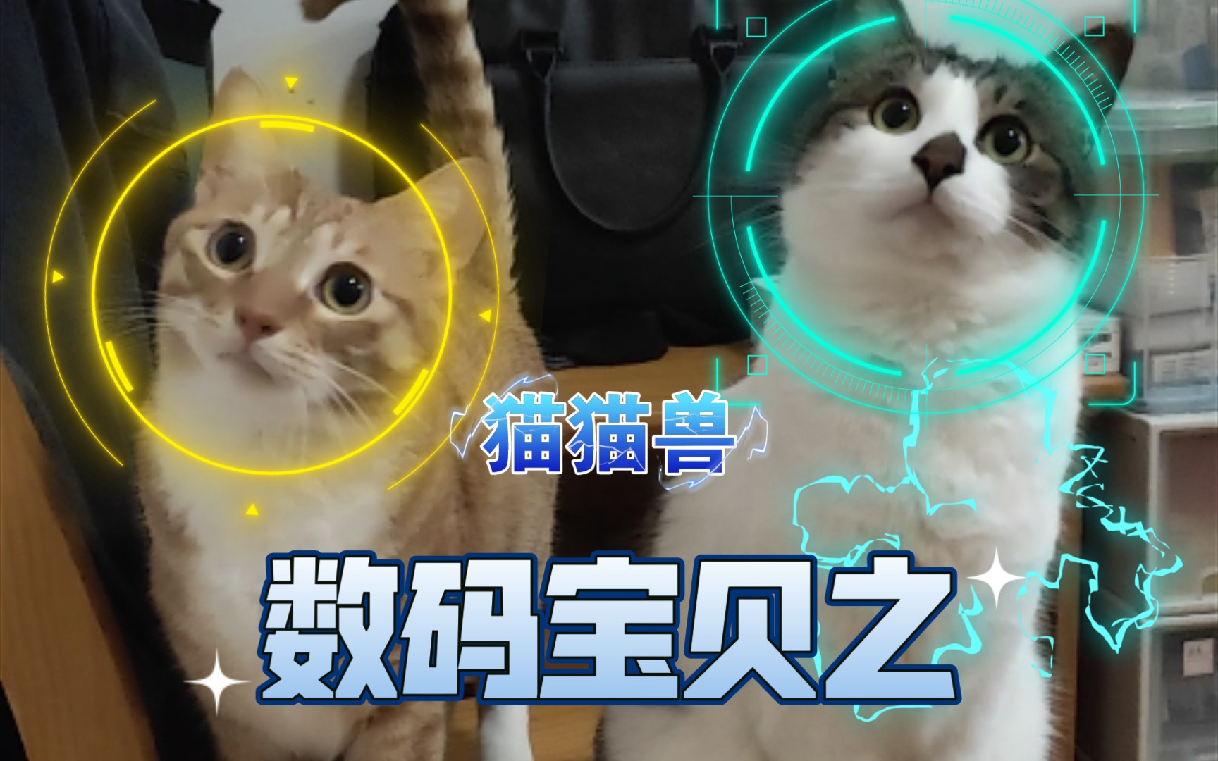 数码宝贝猫猫兽进化哔哩哔哩bilibili