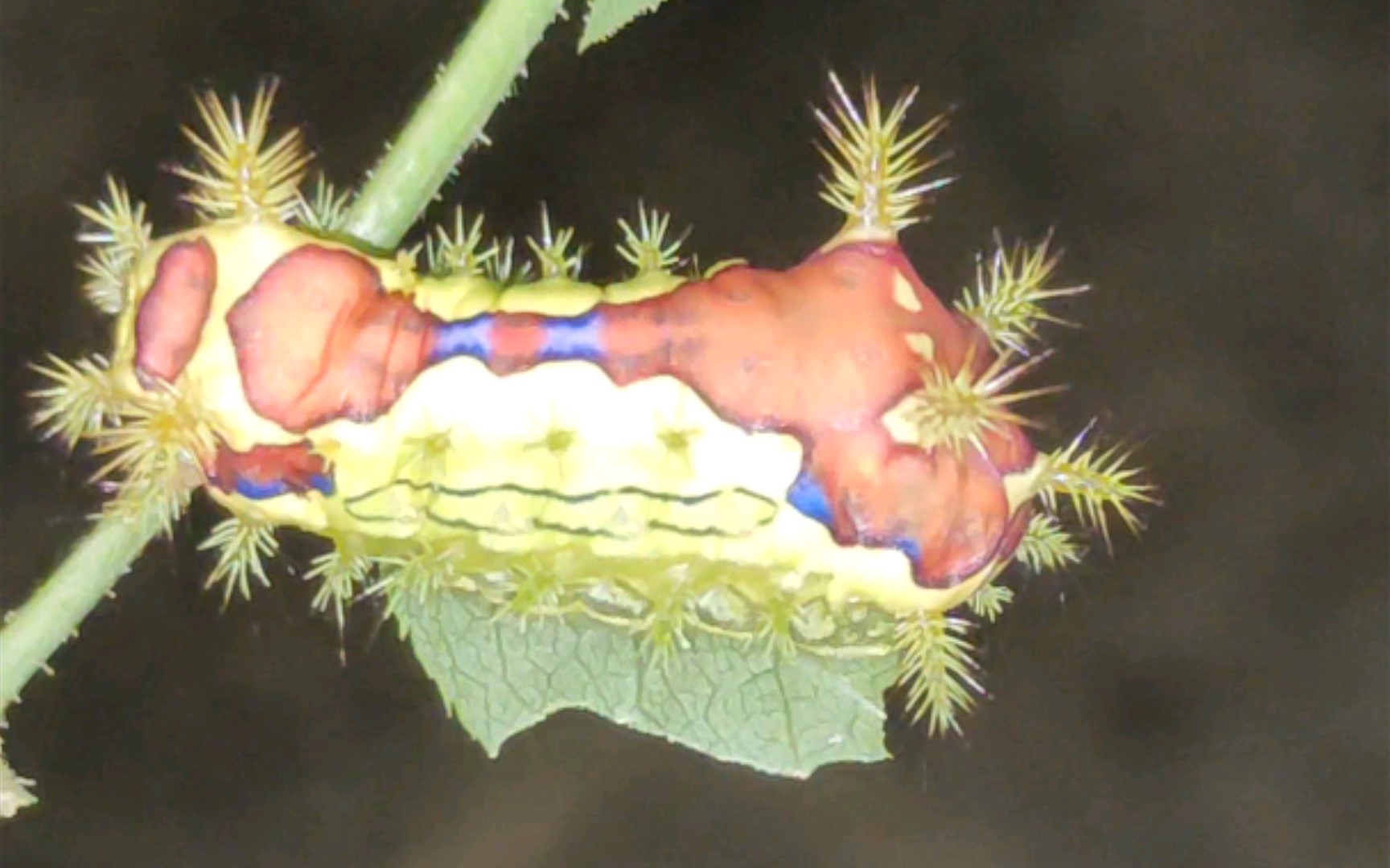 美丽又危险——刺毛虫,把我的月季叶子都啃秃了,恨它!